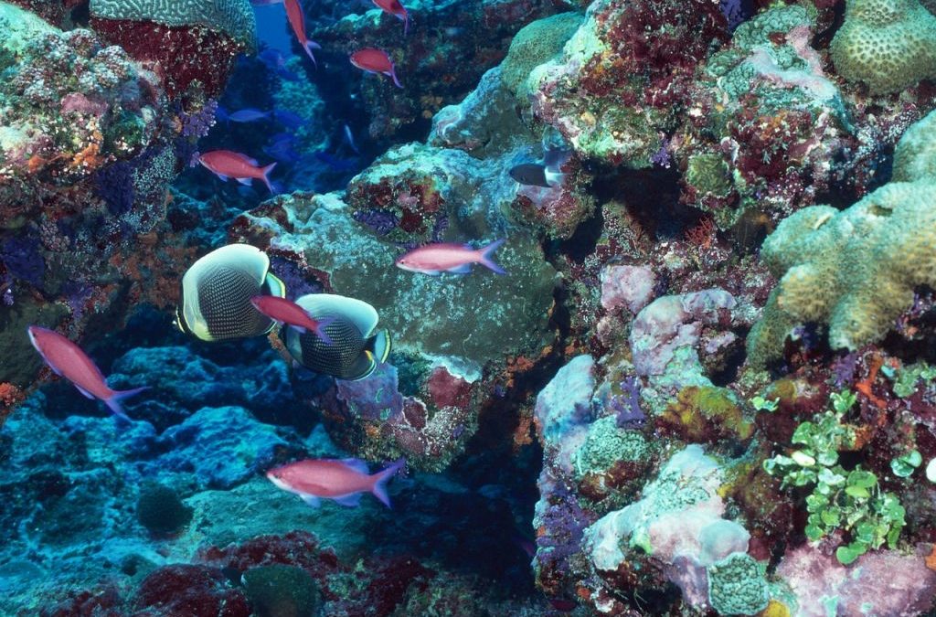 Año Internacional de los arrecifes de coral