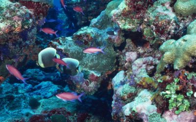 Año Internacional de los arrecifes de coral