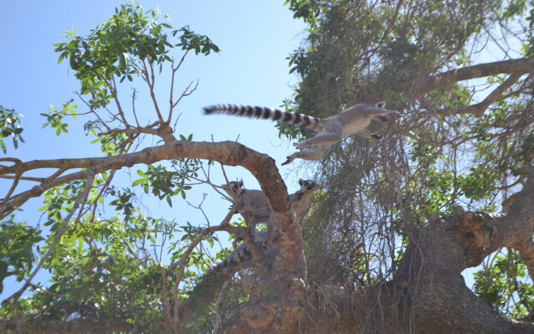 La caza furtiva pone en peligro a las especies autóctonas de Madagascar