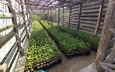 Pintamos el Futuro en Verde: Movilización para la reforestación del manglar en Tsingoritelo