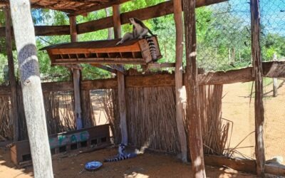 Rescate y Esperanza: La llegada de dos Lémures únicos a Mangily