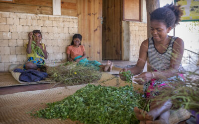 La Moringa: Un tesoro nutricional y ecológico